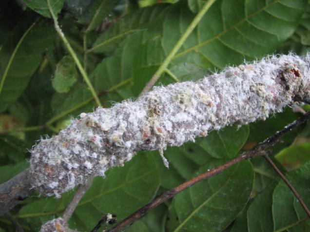 印度尼西亚原料